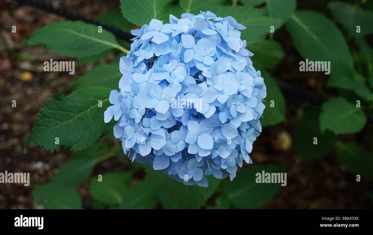 Explorer l'élégance d'Ajisai : fleurs d'hortensia japonaises Banque D'Images