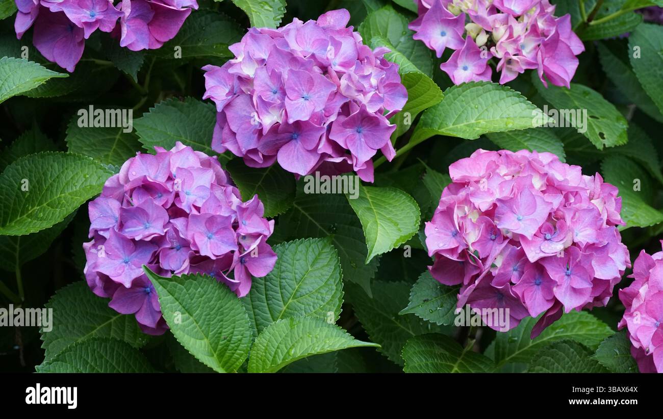Explorer l'élégance d'Ajisai : fleurs d'hortensia japonaises Banque D'Images