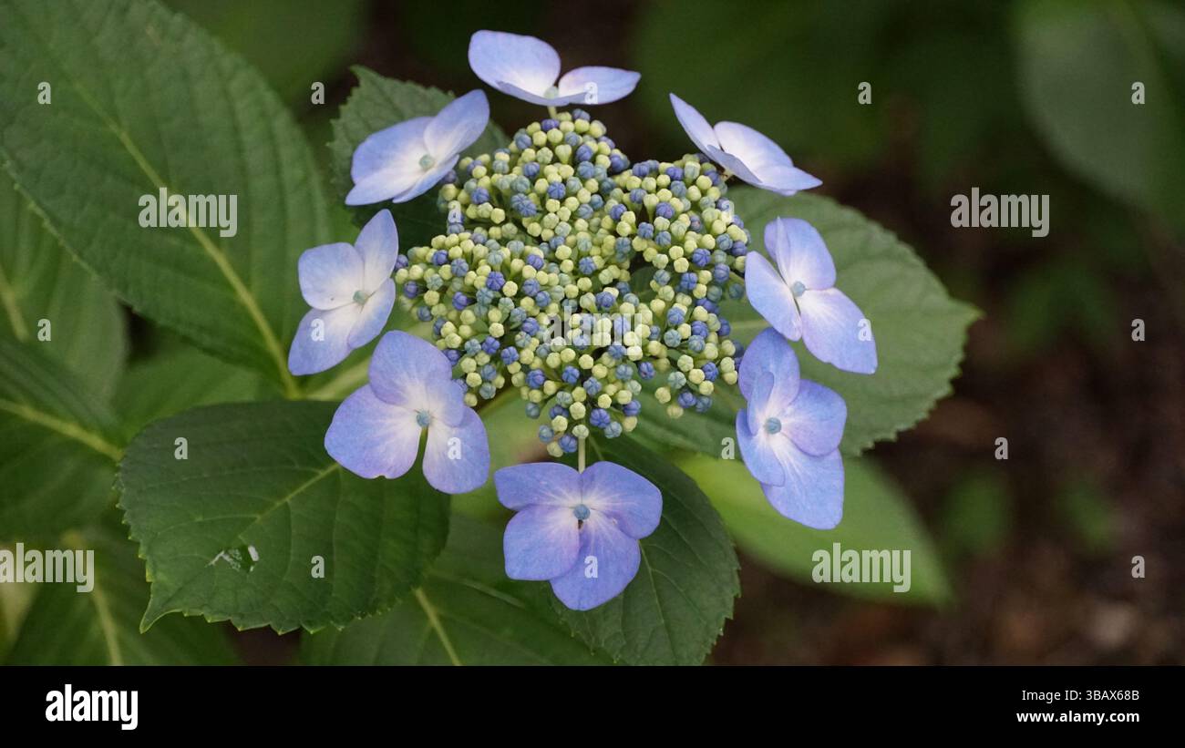 Explorer l'élégance d'Ajisai : fleurs d'hortensia japonaises Banque D'Images