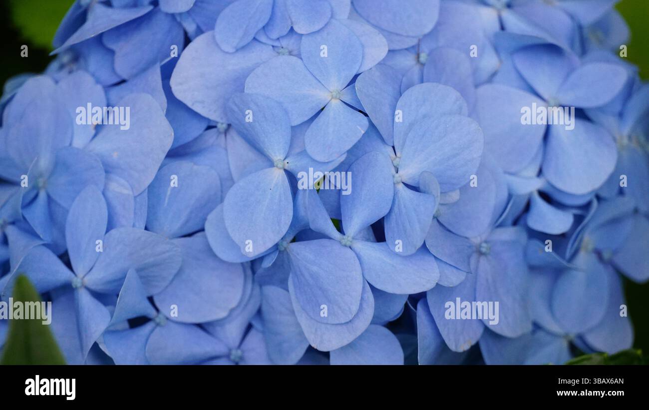 Explorer l'élégance d'Ajisai : fleurs d'hortensia japonaises Banque D'Images