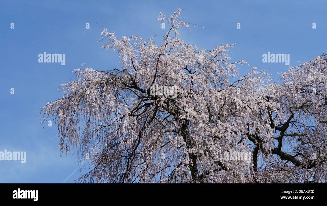 Takaoka’s Blossom Magic : superbes fleurs de cerises roses en pleine floraison Banque D'Images