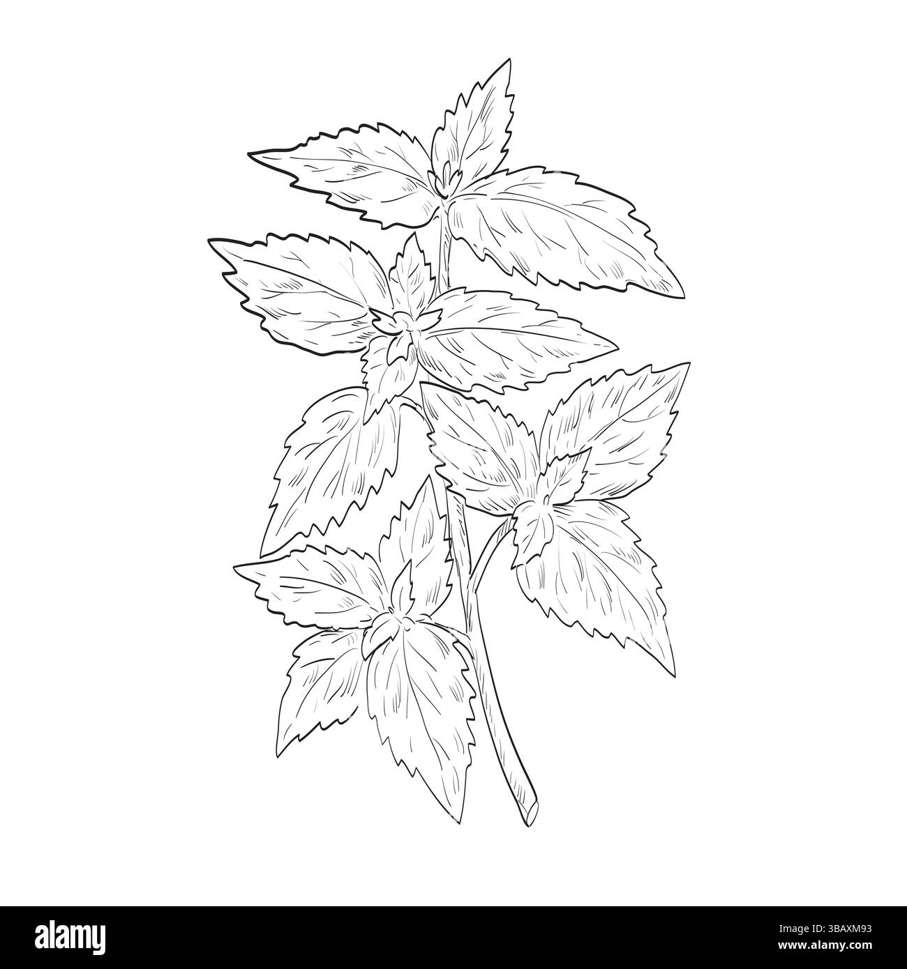 Dessin illustration de style croquis d'une cataria Nepeta, herbe à chat ou menthe, une espèce du genre Nepeta dans la famille de la menthe utilisée comme épice ou herbe faite Illustration de Vecteur