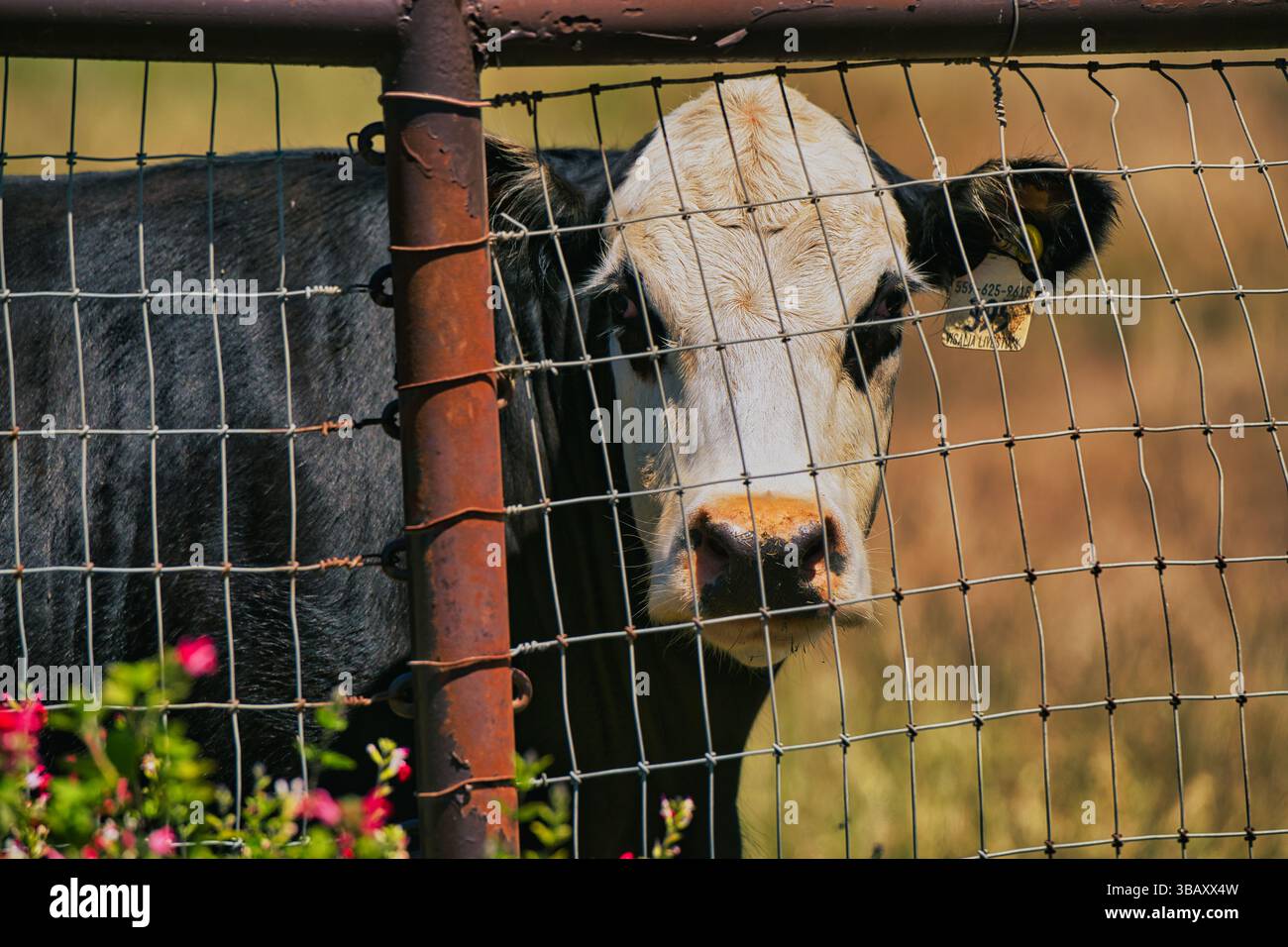 Gros plan d'une vache noire et blanche debout derrière une clôture en métal rouillé sur une ferme rurale ensoleillée. La vache regarde directement la caméra. Banque D'Images