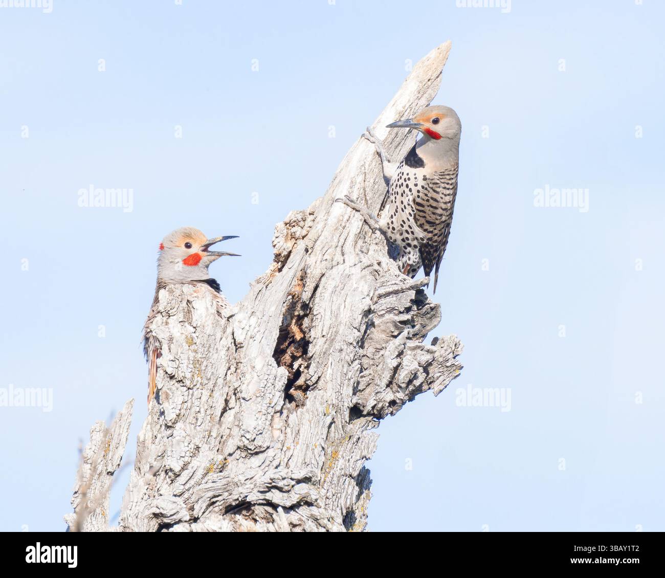 Deux Northern scintillent dans une dispute houleuse. Banque D'Images Deux Northern scintillent dans une dispute houleuse. Banque D'Images
