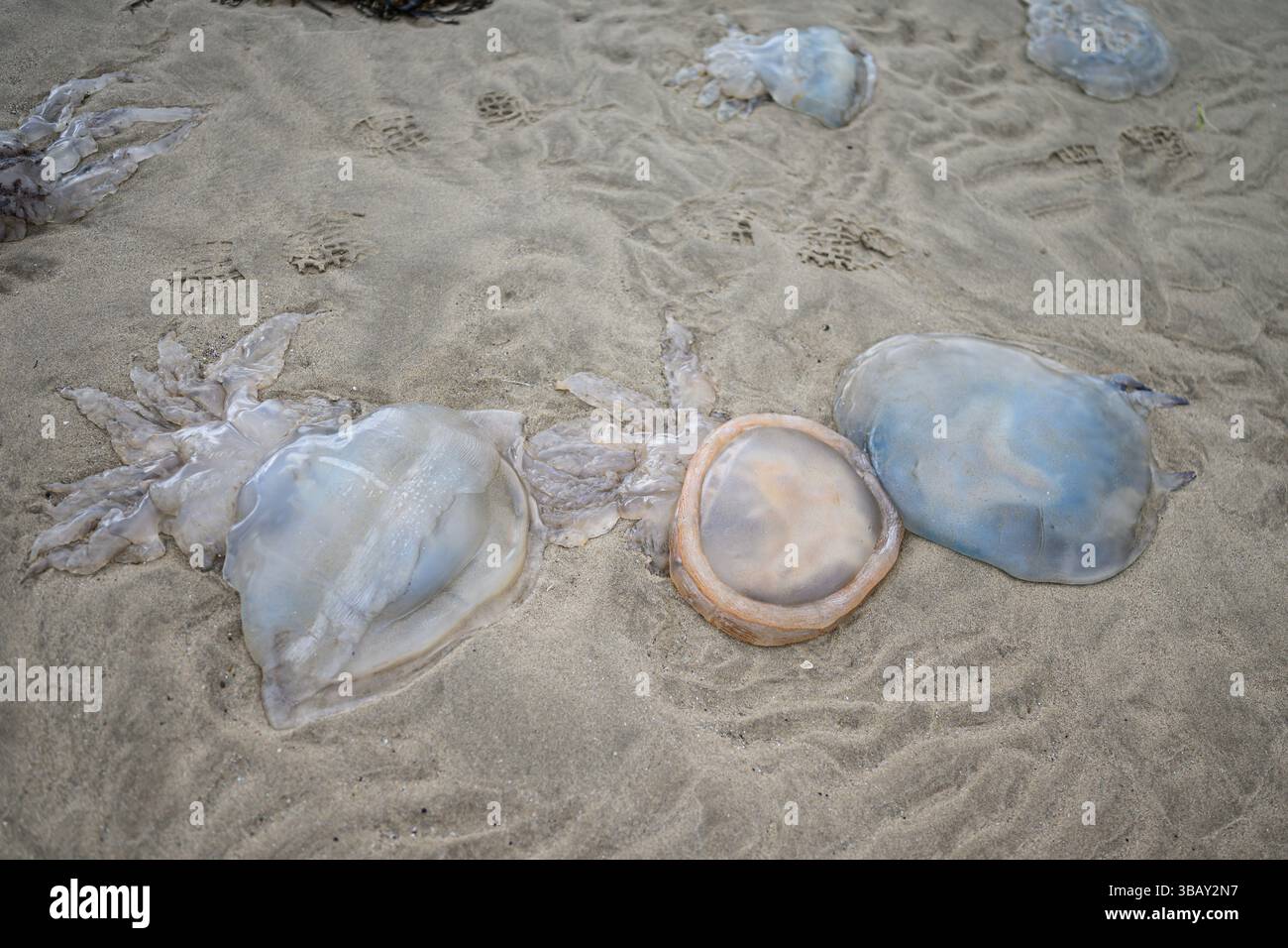 Méduses mortes échouées sur une plage – pays de Galles, Royaume-Uni Banque D'Images