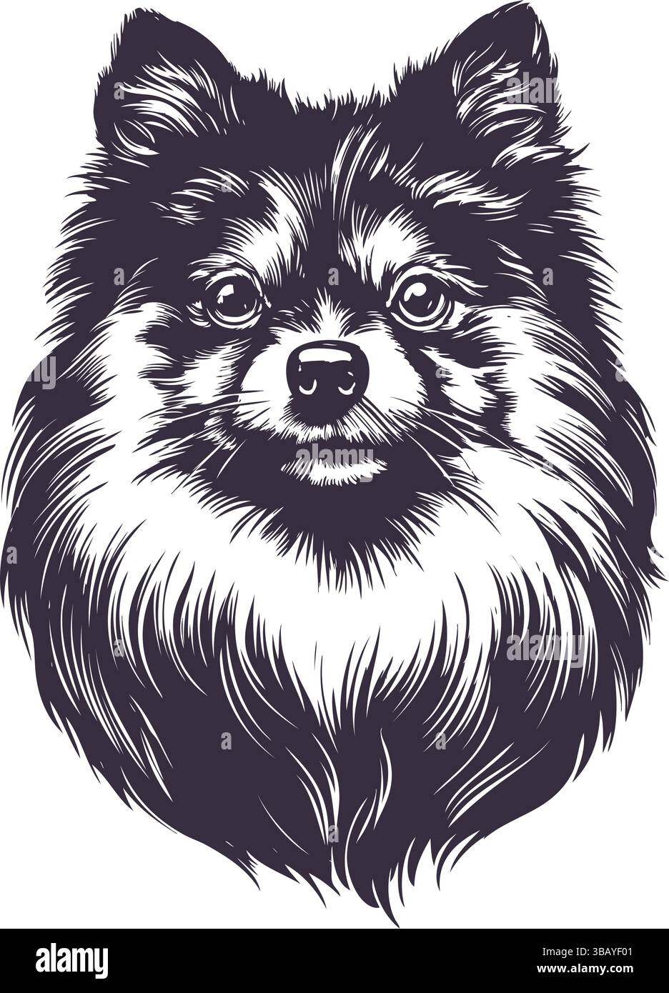 Pomeranian, un petit chien drôle , dessin à la main dessin vectoriel illustration croquis. Illustration de Vecteur
