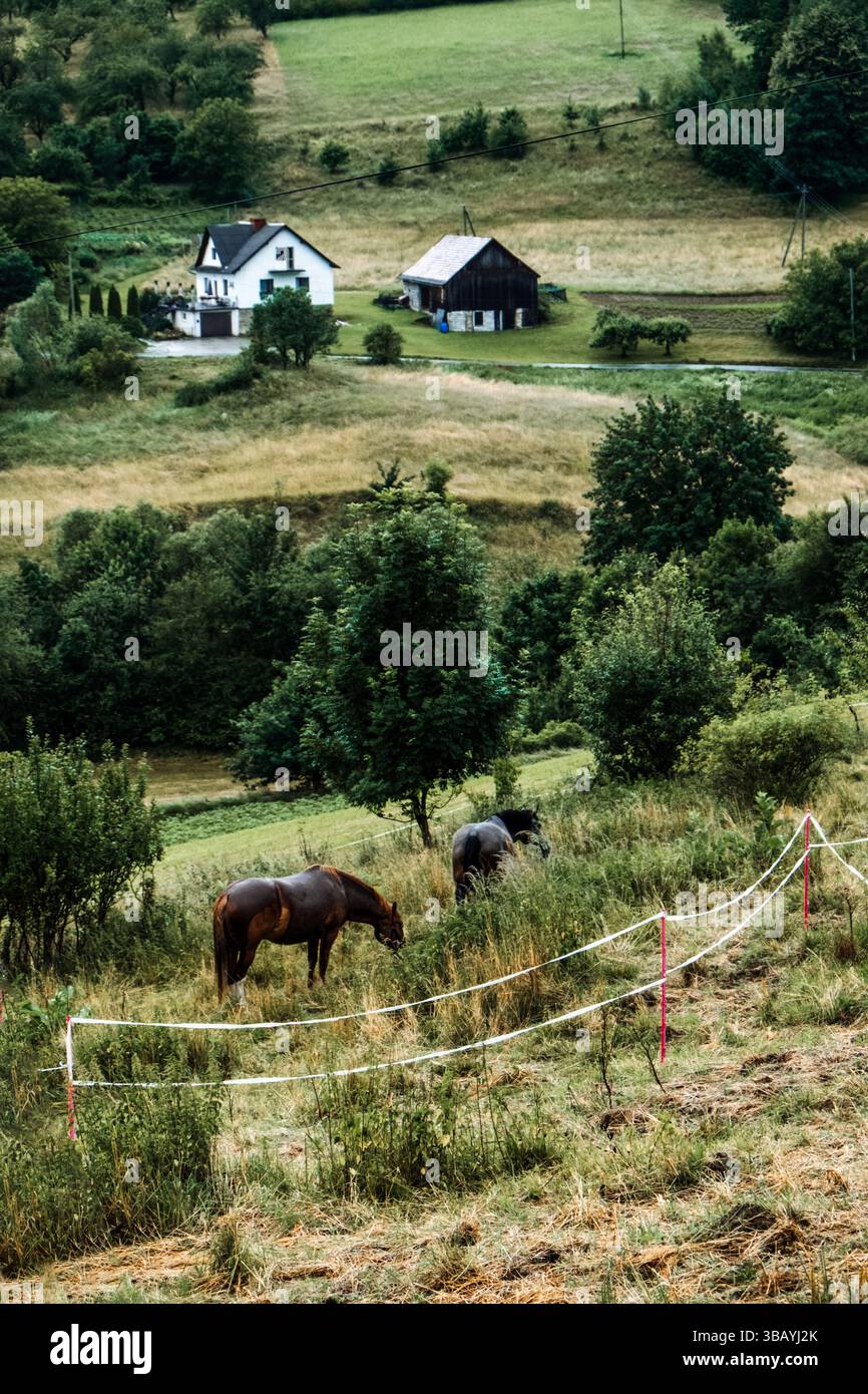 Deux chevaux qui paissent dans un pâturage clôturé près d'une ferme et d'une grange dans un paysage rural vallonné. Évasion rurale, détox numérique, slow living, mental Banque D'Images