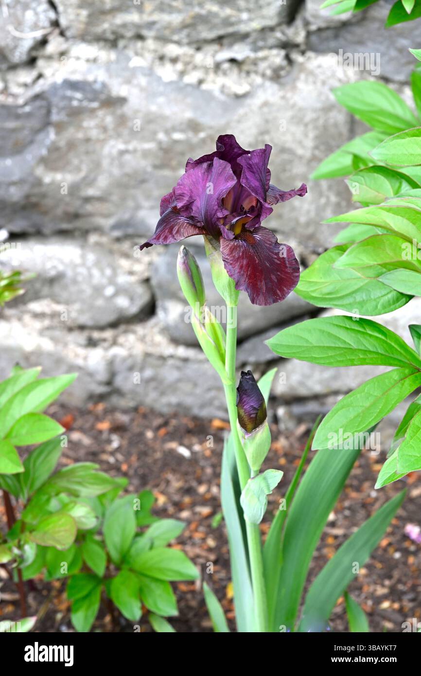 Riches fleurs de printemps violettes de l'Iris barbu 'Langport Wren' UK Garden May Banque D'Images