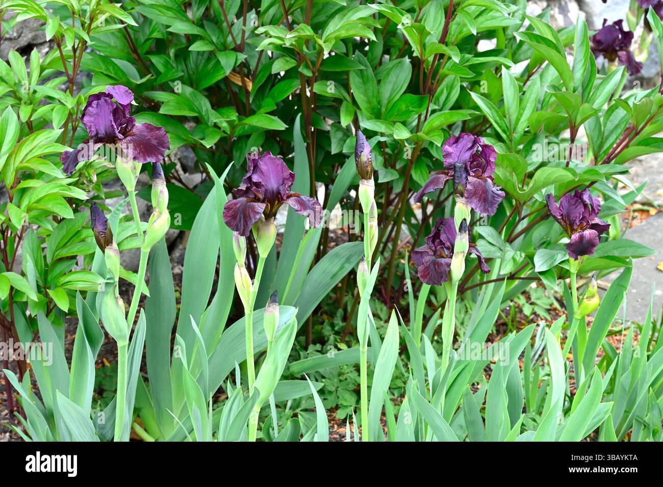 Riches fleurs de printemps violettes de l'Iris barbu 'Langport Wren' UK Garden May Banque D'Images