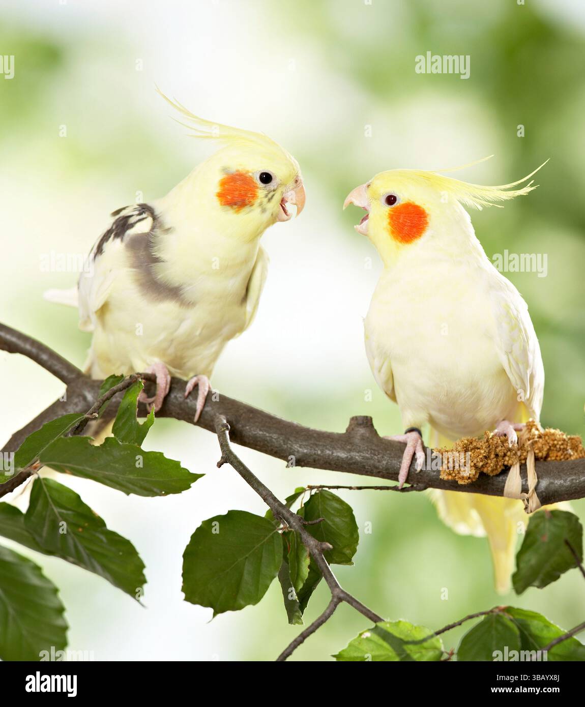 Cockatiel (Nymphicus hollandicus). Deux oiseaux adultes perchés sur une brindille Banque D'Images