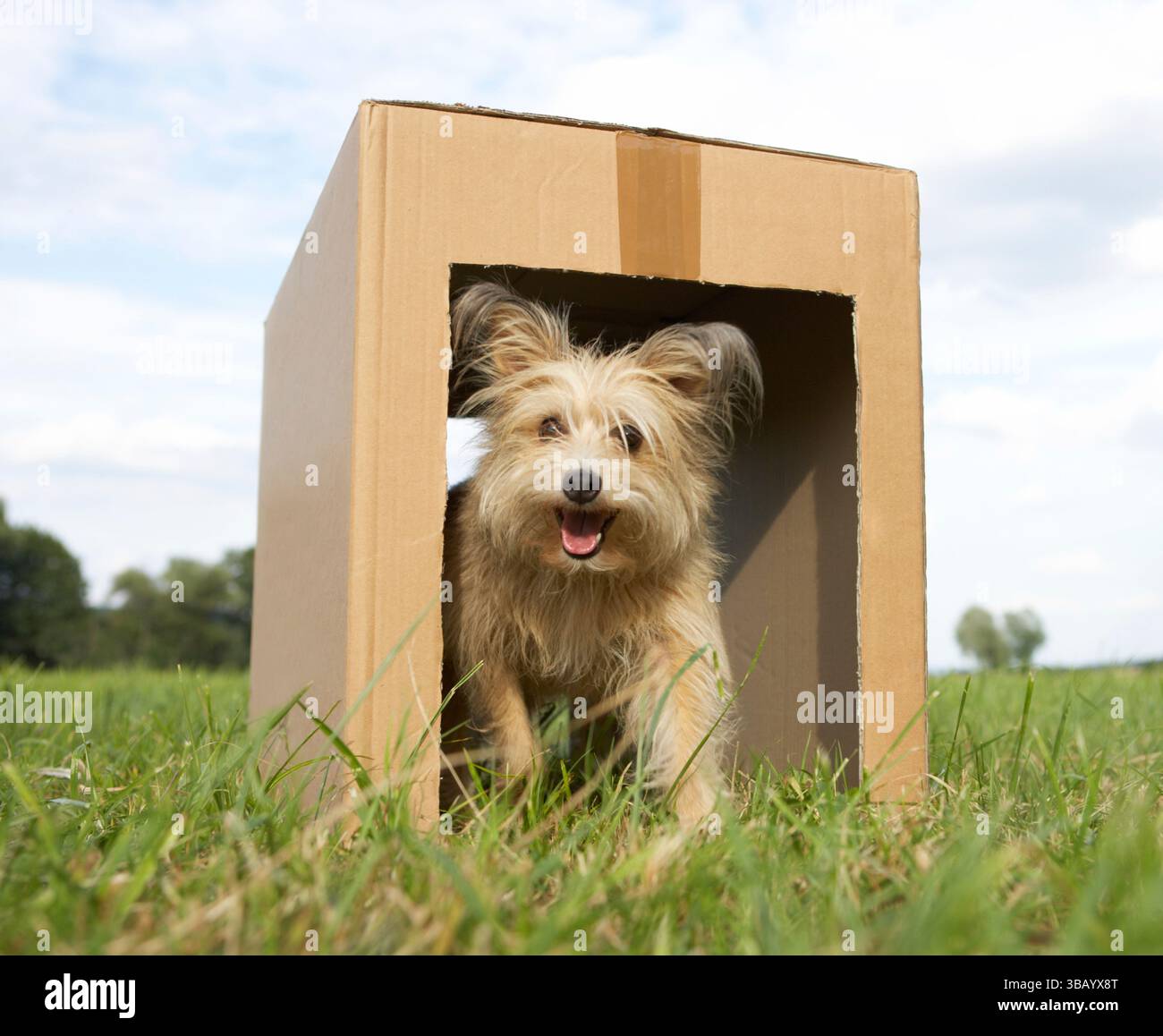 Un chien mongrel court dans un tunnel fait à partir d'une boîte en carton dans un pré.. Banque D'Images