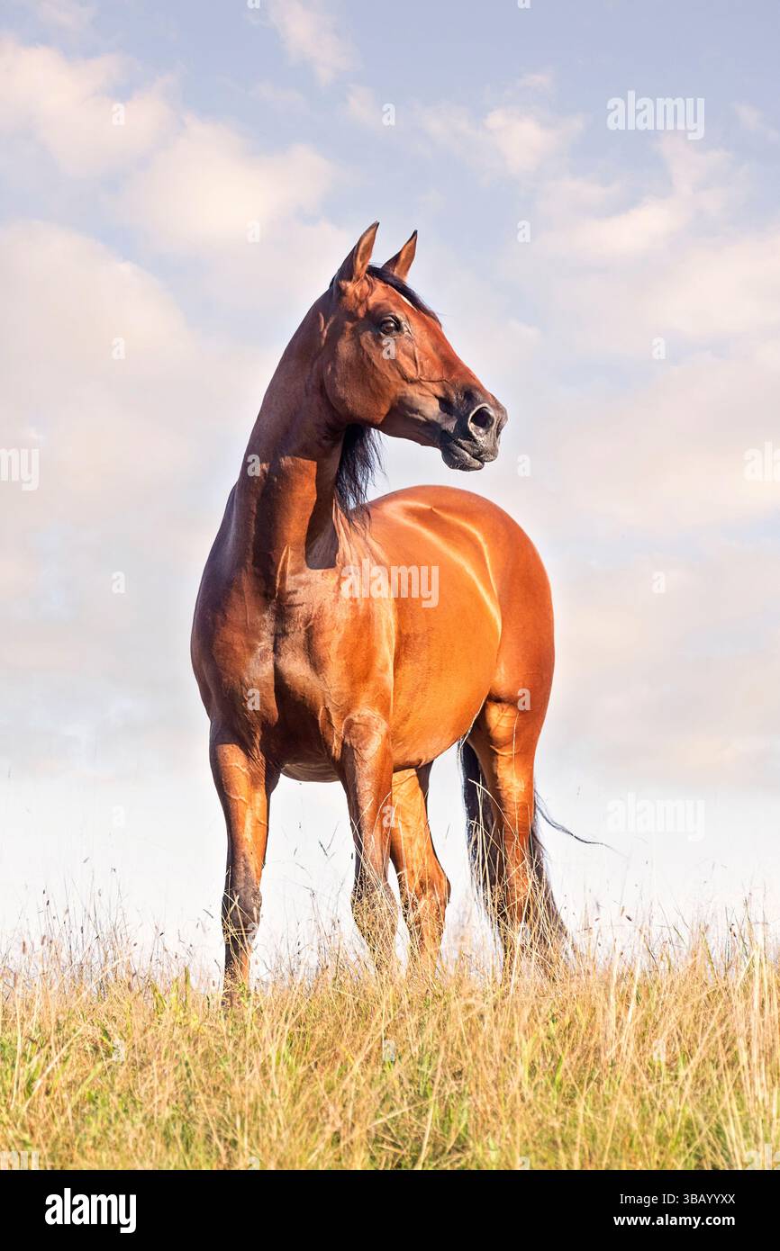 Pur cheval espagnol, andalou. Étalon de baie debout dans une prairie au printemps Banque D'Images