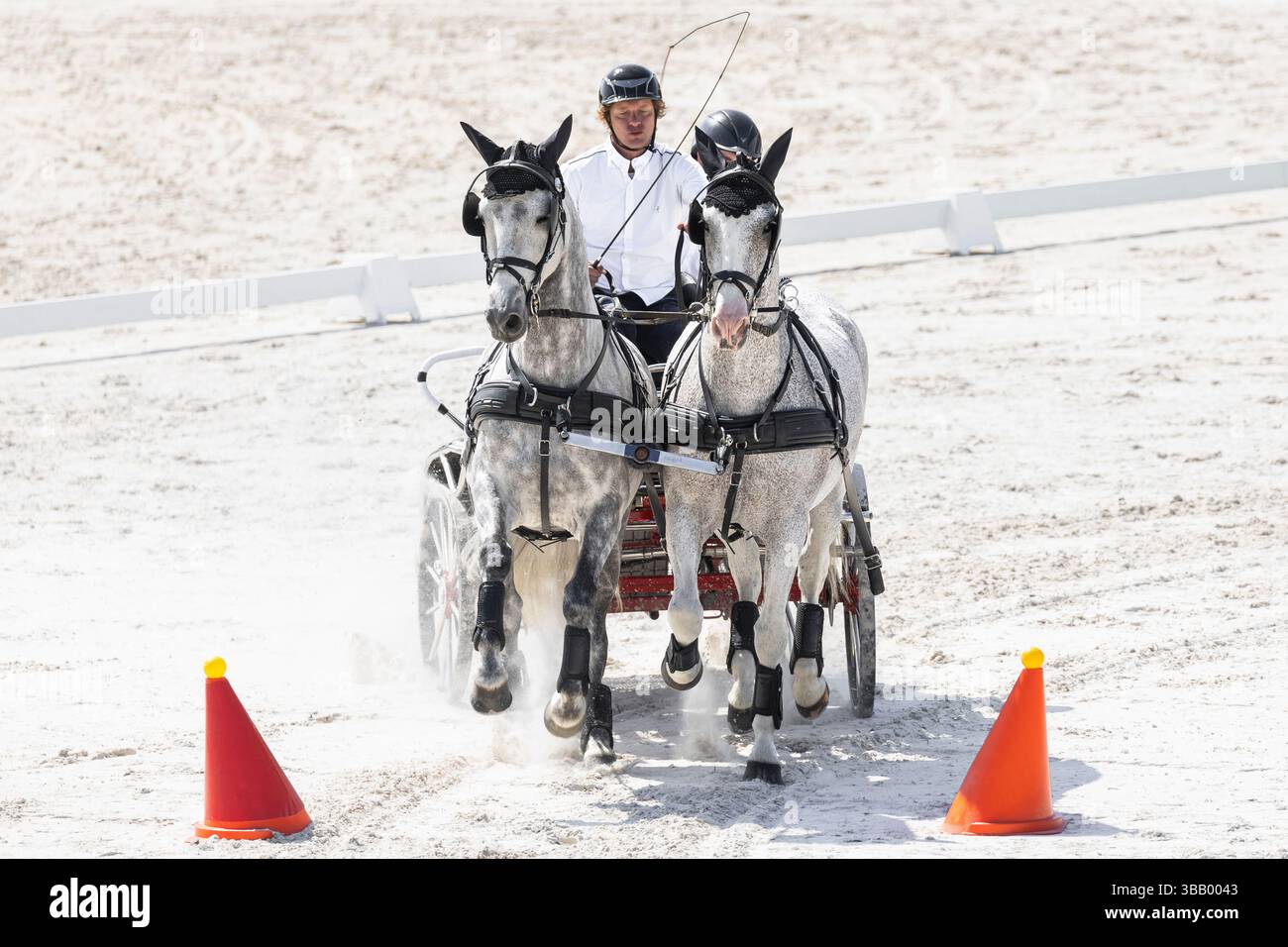 Pur cheval espagnol, andalou. Chauffeur avec équipe de juments grises négociant un obstacle à grande vitesse. Allemagne Banque D'Images