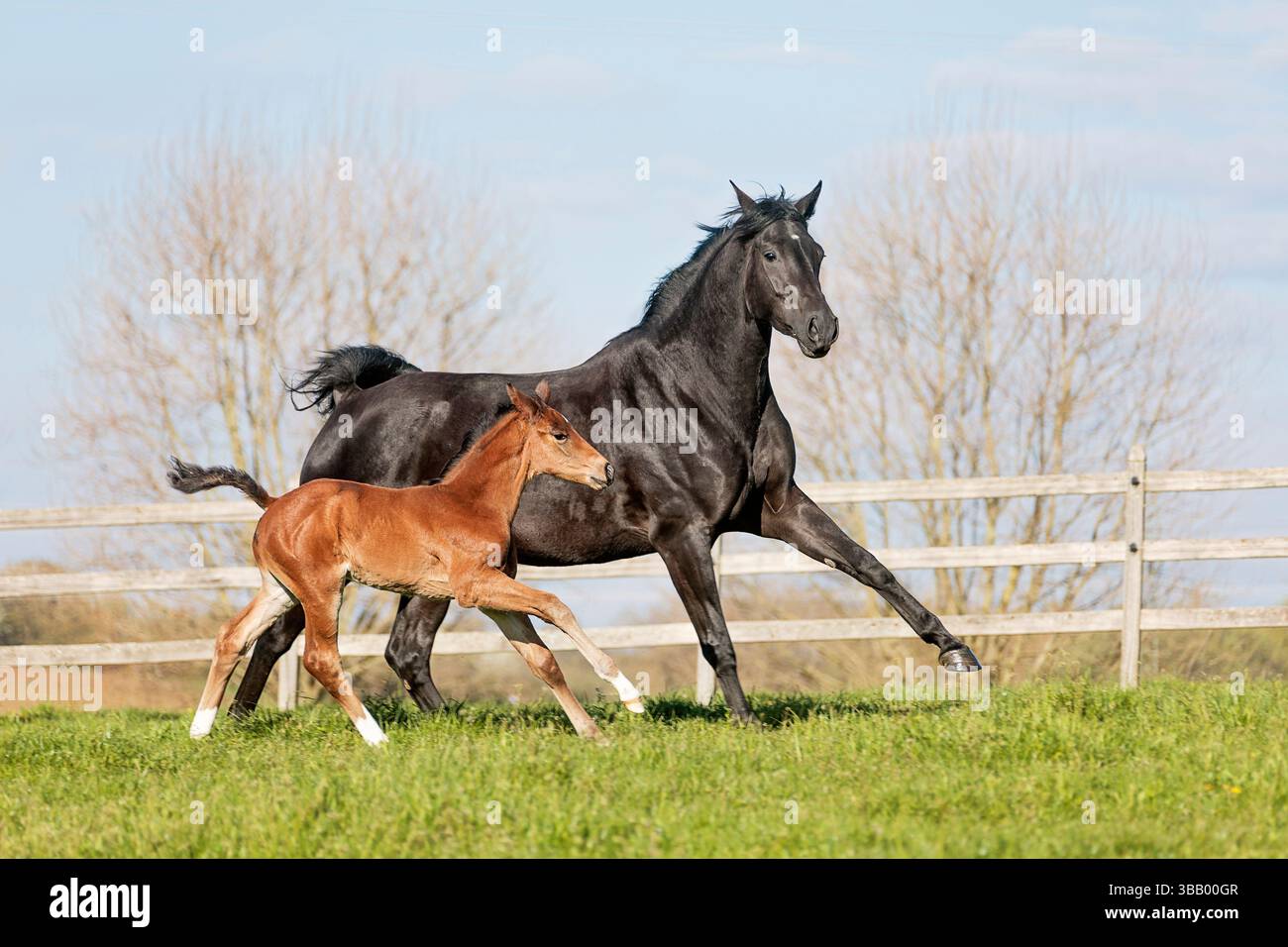 Oldenburg Horse. Jument noire avec poulain galopant dans un pré. Allemagne Banque D'Images