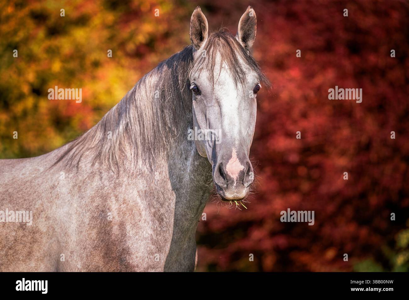 Lipizzan Horse. Portrait du jeune étalon Favory Cattinara, Autriche Banque D'Images