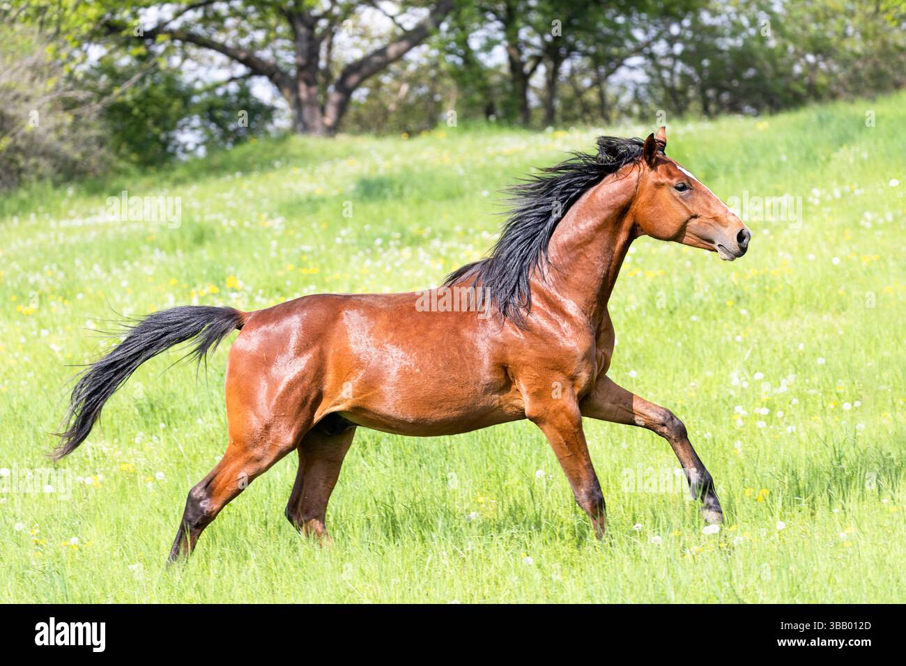 Tchèque Warmblood. Étalon de baie juvénile galopant dans un pré. République tchèque Banque D'Images