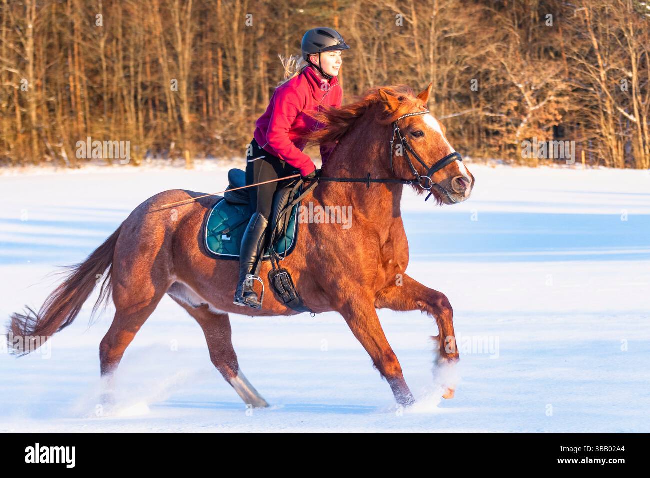 Un cavalier galope sur un Warmblood bavarois sur la neige. Allemagne Banque D'Images