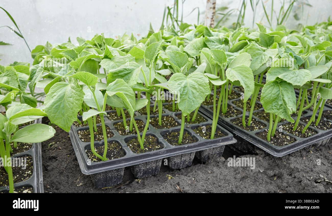 Semis biologiques cultivés en plateau, foyer sélectif. Banque D'Images