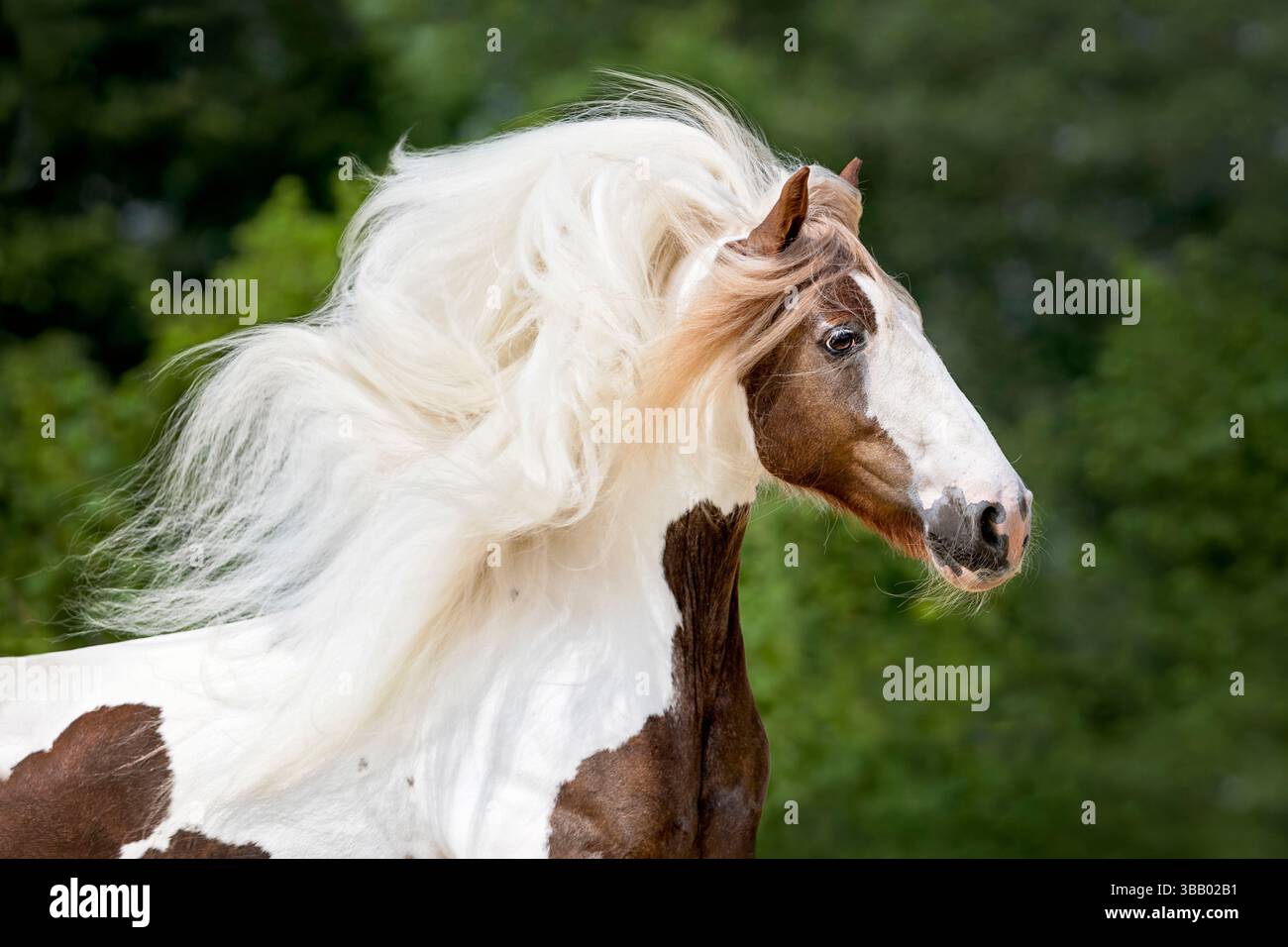 Galineers Cob. Portrait de jument adulte. Allemagne Banque D'Images