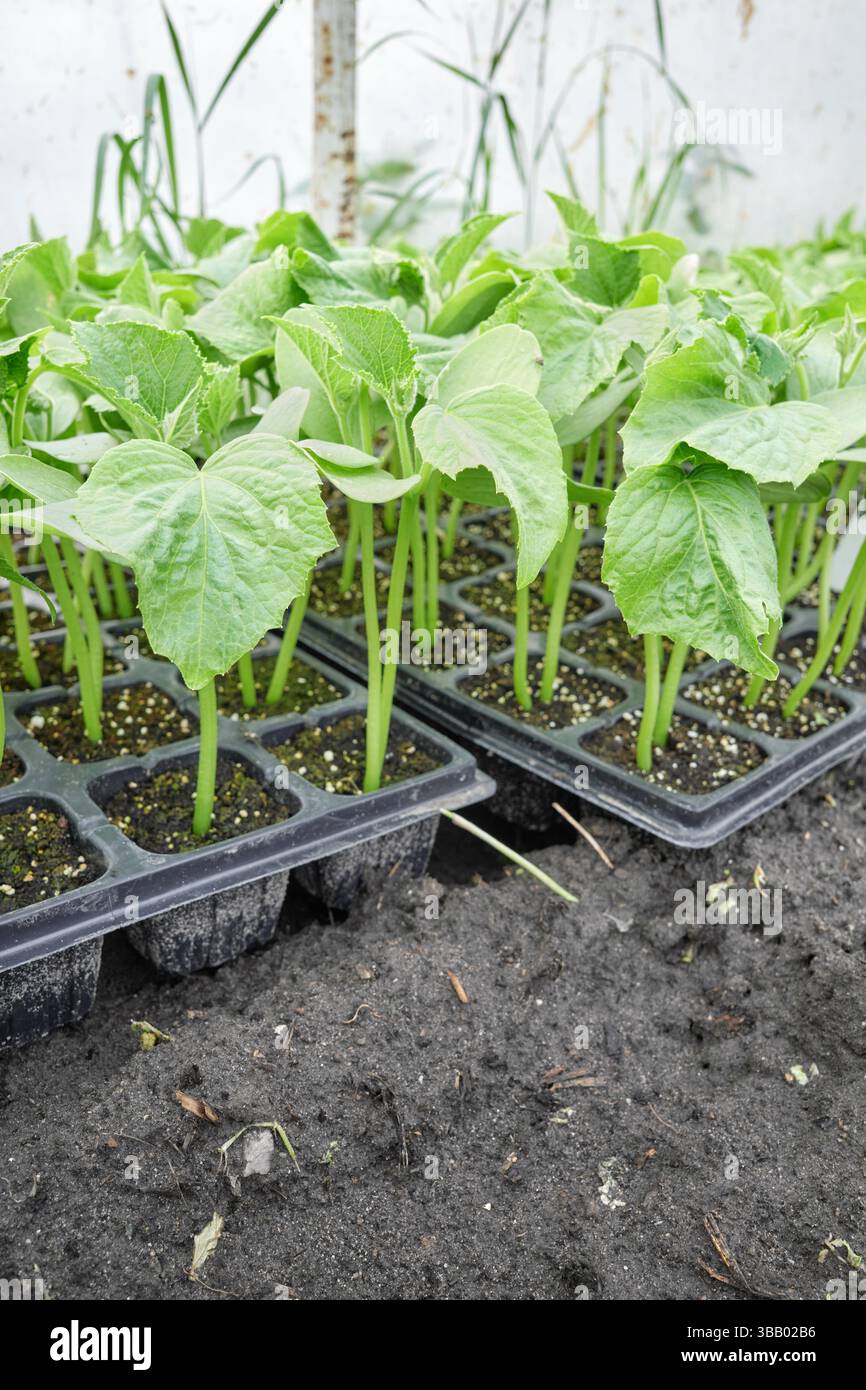 Semis biologiques cultivés en plateau, foyer sélectif. Banque D'Images