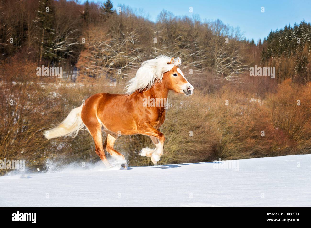 Haflinger Horse. Jument adulte galopant dans la neige. Allemagne Banque D'Images