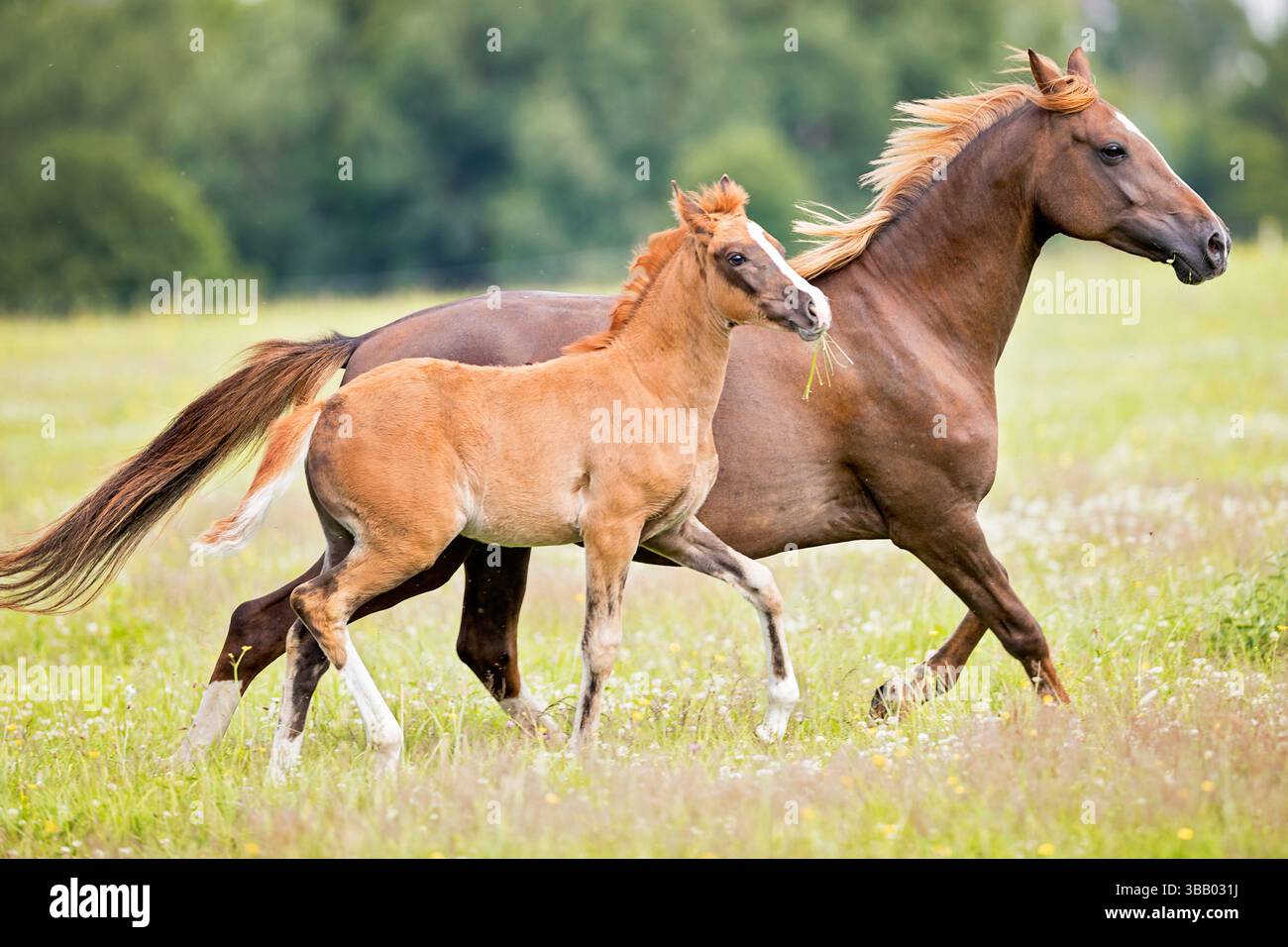 Poney allemand. Jument châtaignier avec poulain trotter sur un pâturage. Allemagne Banque D'Images