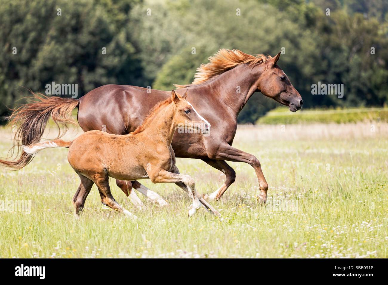 Poney allemand. Jument de châtaignier avec gallotage de foal sur un pâturage. Allemagne Banque D'Images