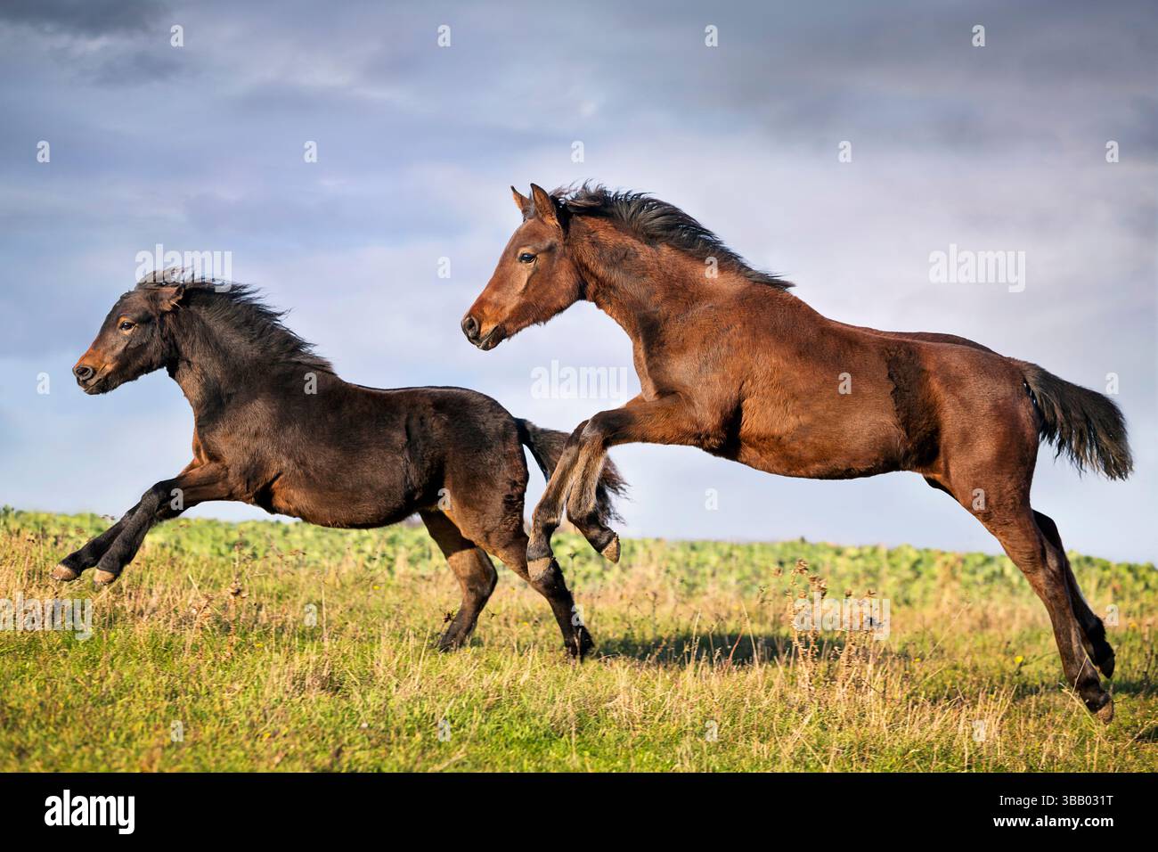 Poney allemand et poney de Dartmoor. Deux sevrés galopant sur un pâturage. Allemagne Banque D'Images