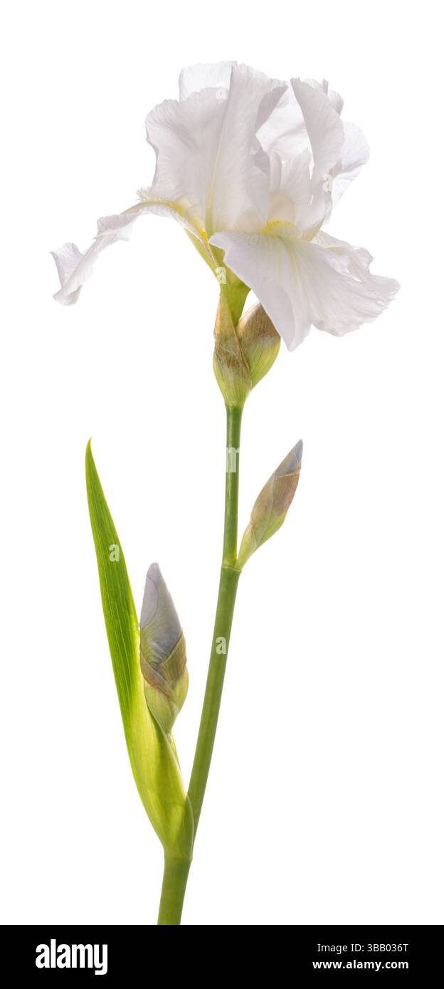 Fleur d'iris blanche isolée sur fond blanc Banque D'Images