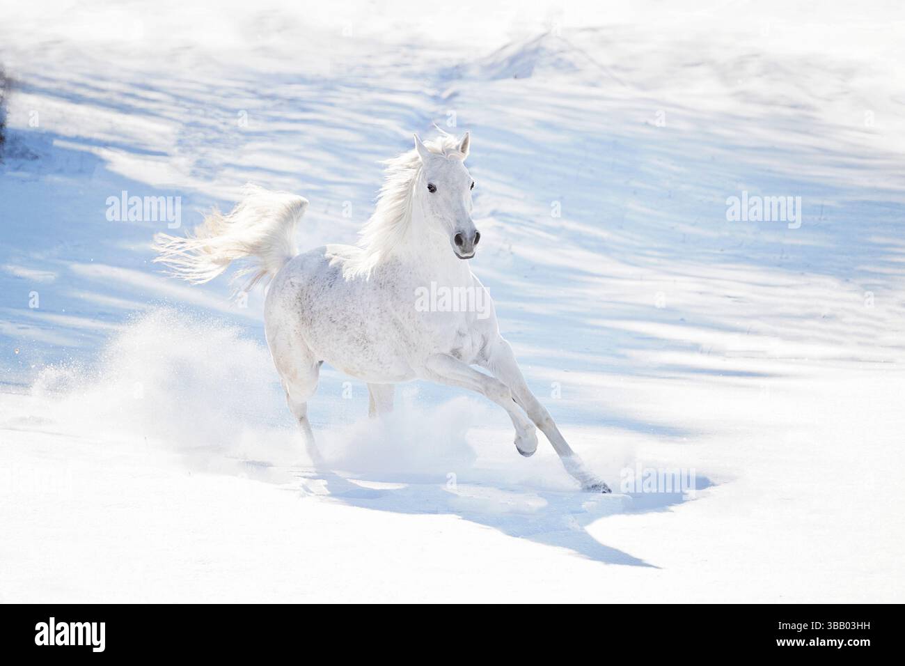 Cheval arabe. Galop adulte dans la neige. Allemagne Banque D'Images
