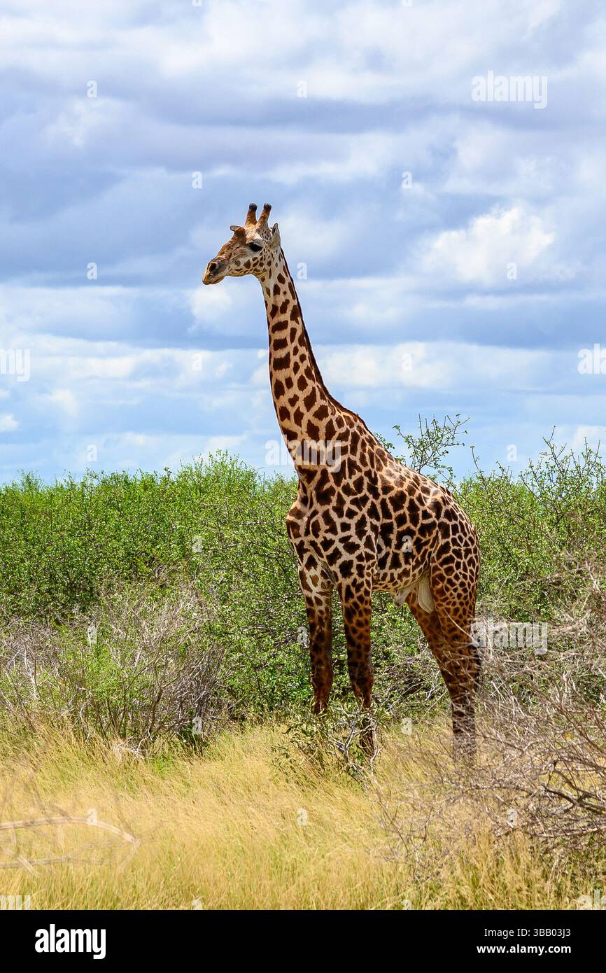 Girafe dans un parc de savane Banque D'Images