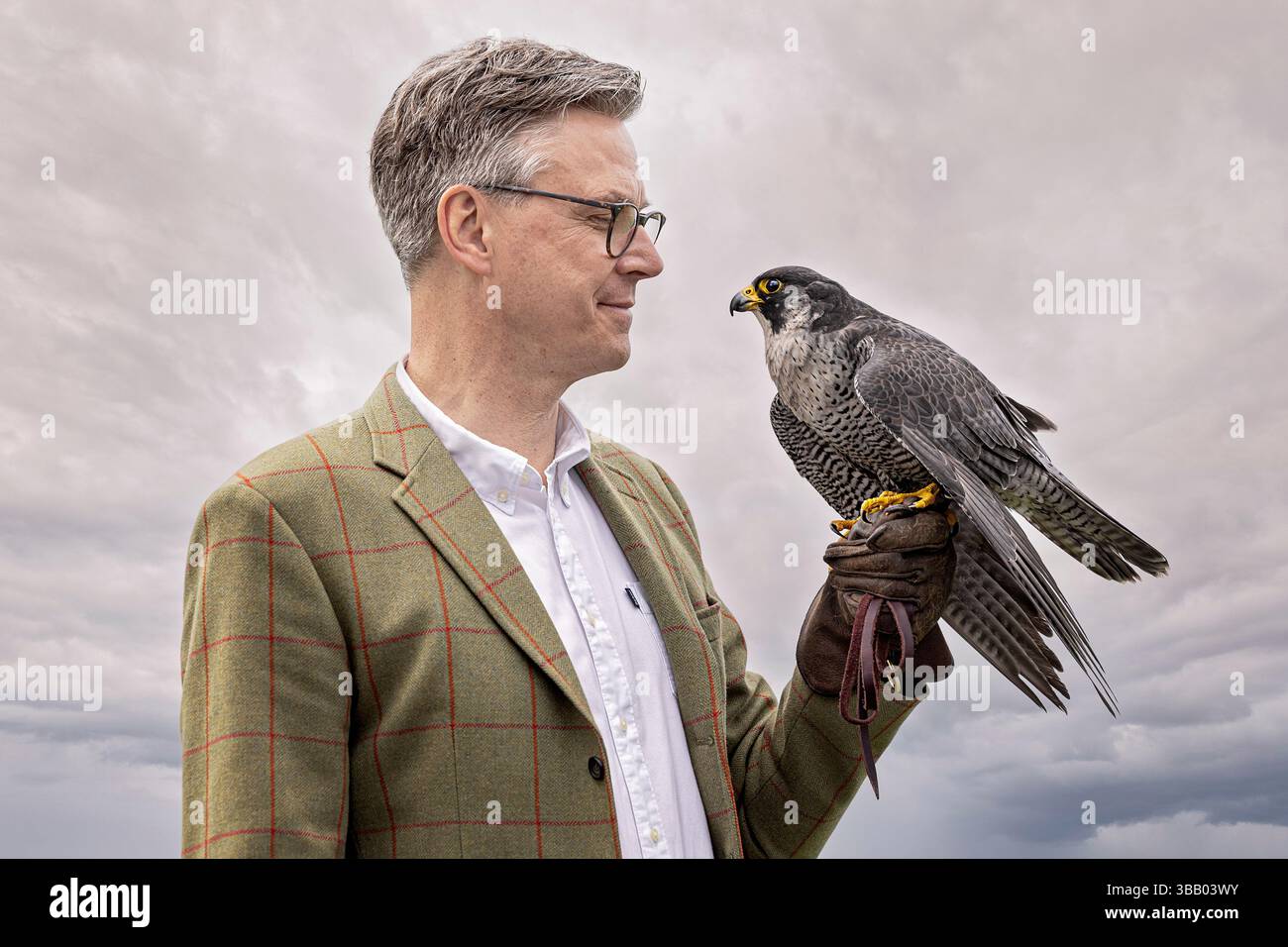 Faucon pèlerin (Falco peregrinus), utilisé pour la chasse, perché sur un gant de faucons. Allemagne Banque D'Images