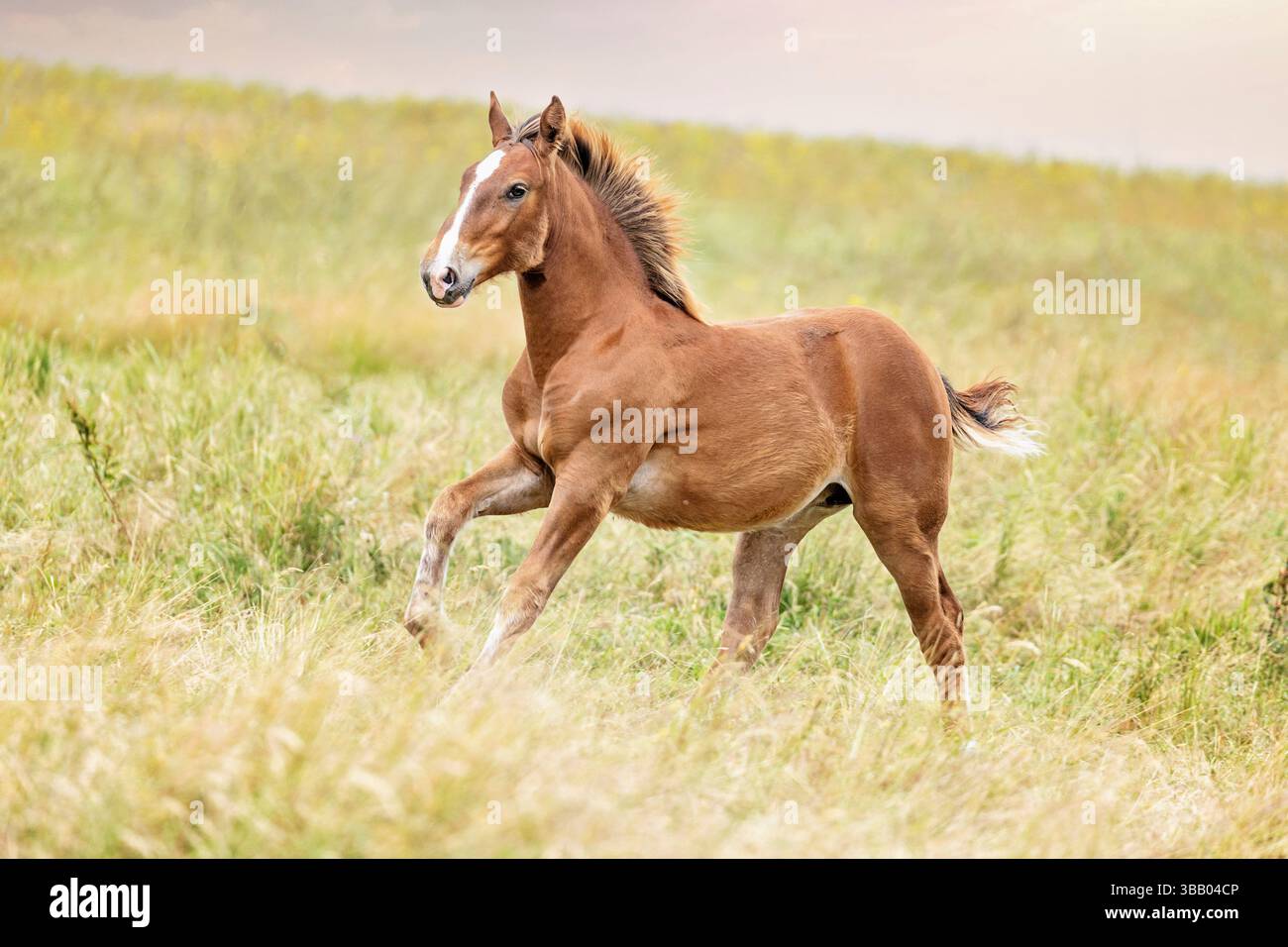 Silésie Noriker. Galop pouliche dans un pâturage. République tchèque Banque D'Images