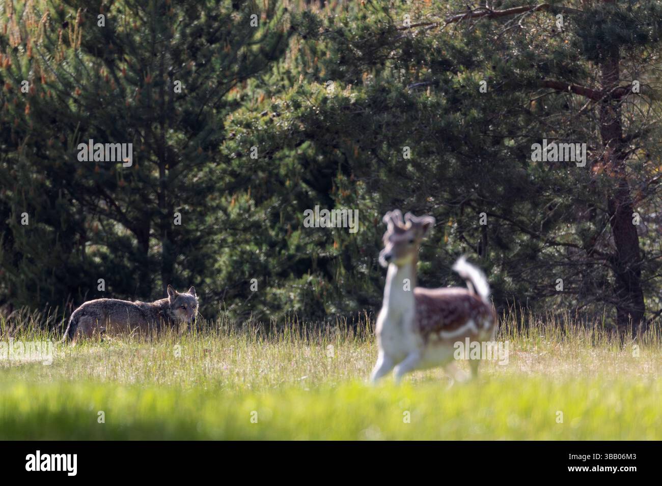 Loup européen (Canis lupus). Homme regardant fuir le cerf en jachère. Danemark Banque D'Images