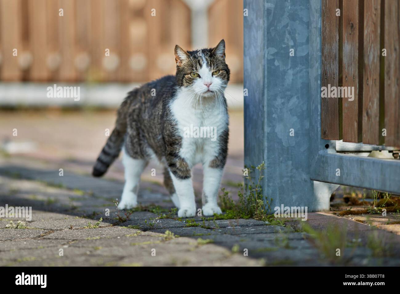 Un chat domestique debout dans une allée de cour. Banque D'Images