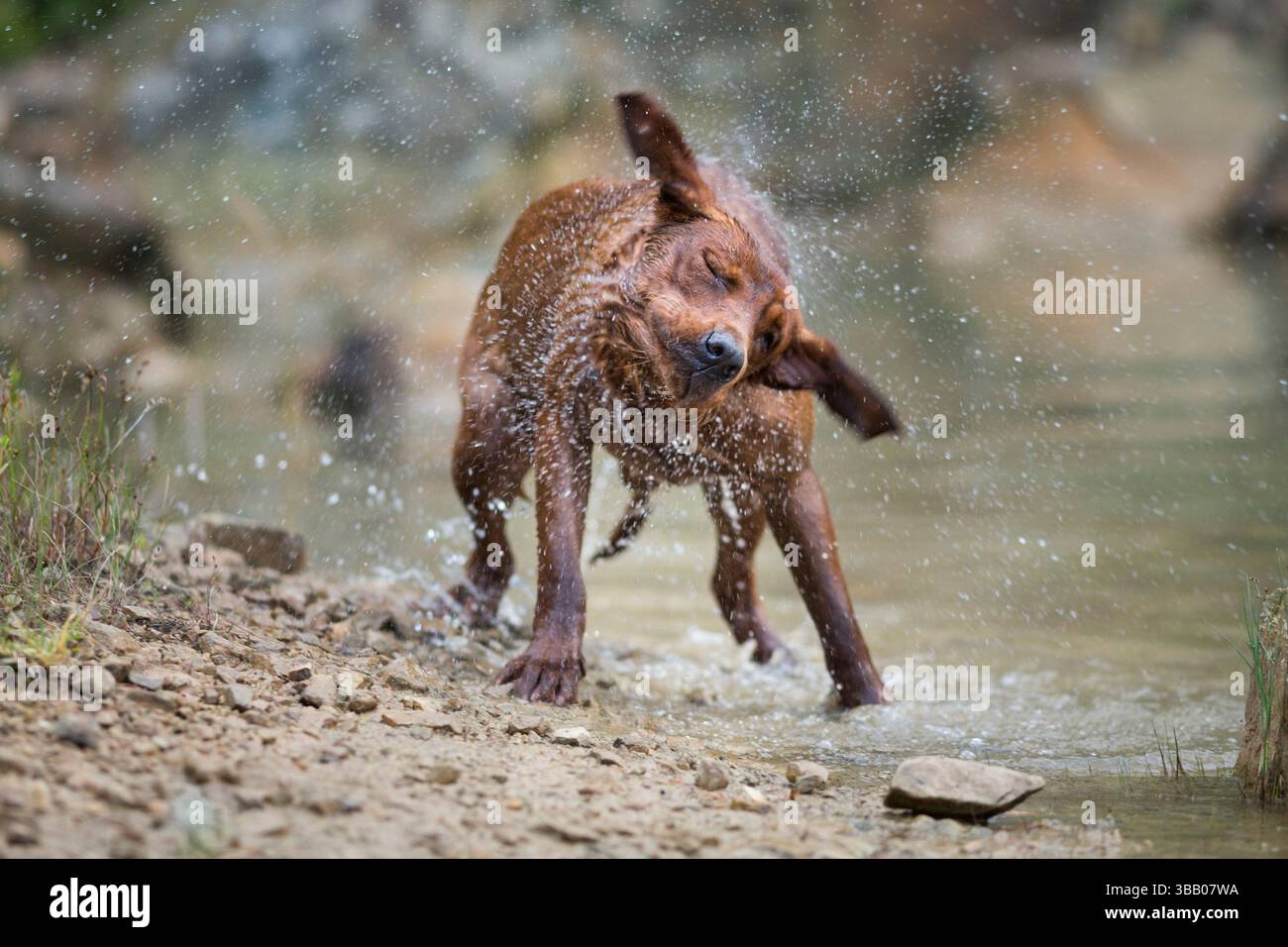Labrador Retriever. Un chien brun secoue l'eau de son pelage. Allemagne Banque D'Images
