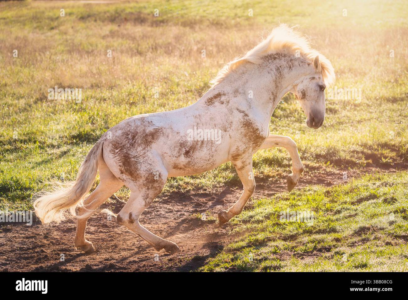 Cheval Espagnol pur, andalou. Sale, ancien étalon gris, après un bain de boue. Allemagne Banque D'Images