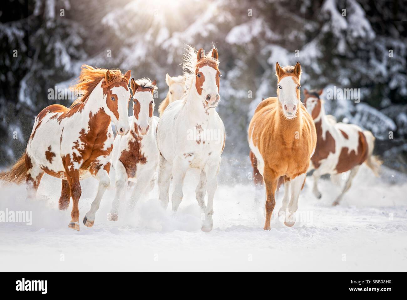 American Paint horse. Troupeau dans la neige. L'Autriche Banque D'Images