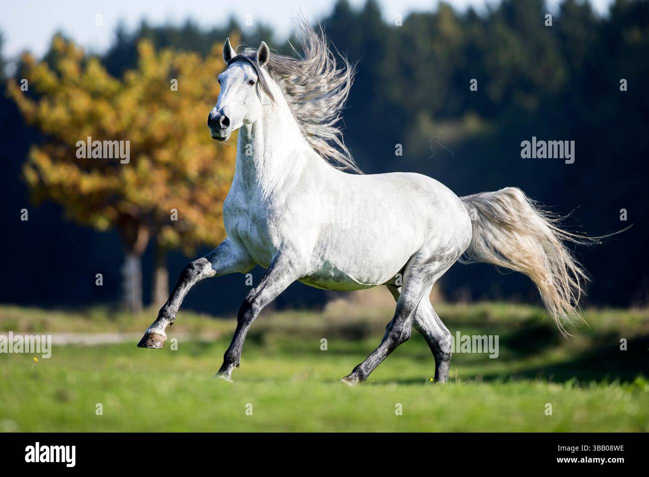 Lusitano. Étalon gris galopant dans un pré. Allemagne Banque D'Images