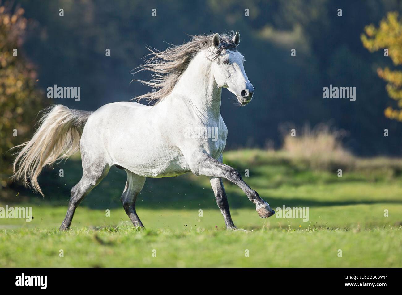 Lusitano. Étalon gris galopant dans un pré. Allemagne Banque D'Images