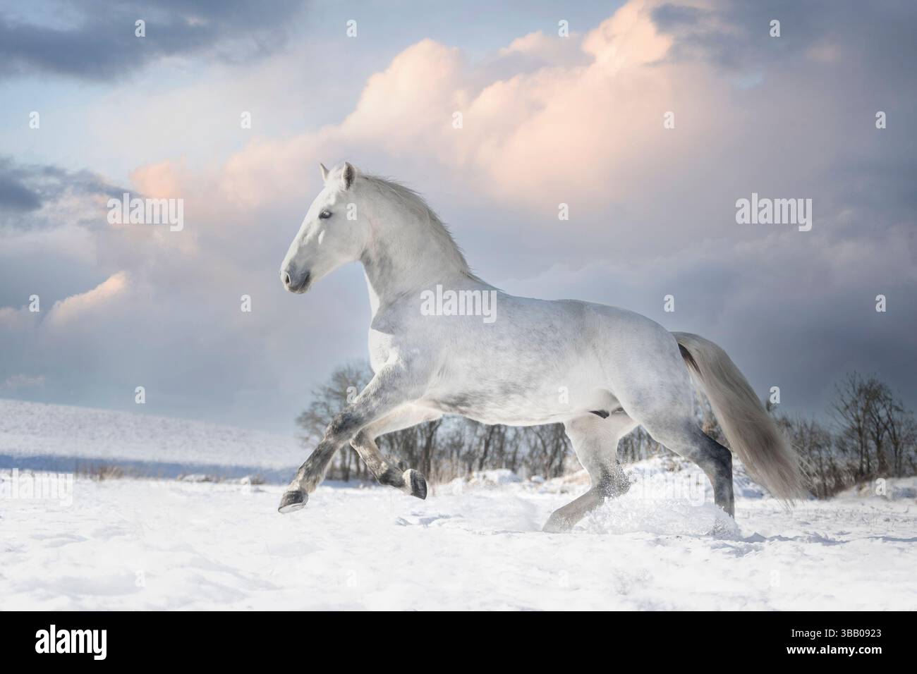 Lipizzan. Galop adulte sur neige. Allemagne Banque D'Images