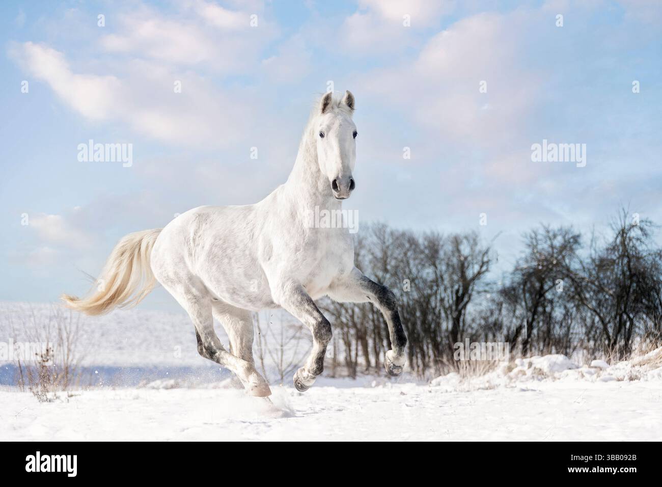 Lipizzan. Galop adulte sur neige. Allemagne Banque D'Images