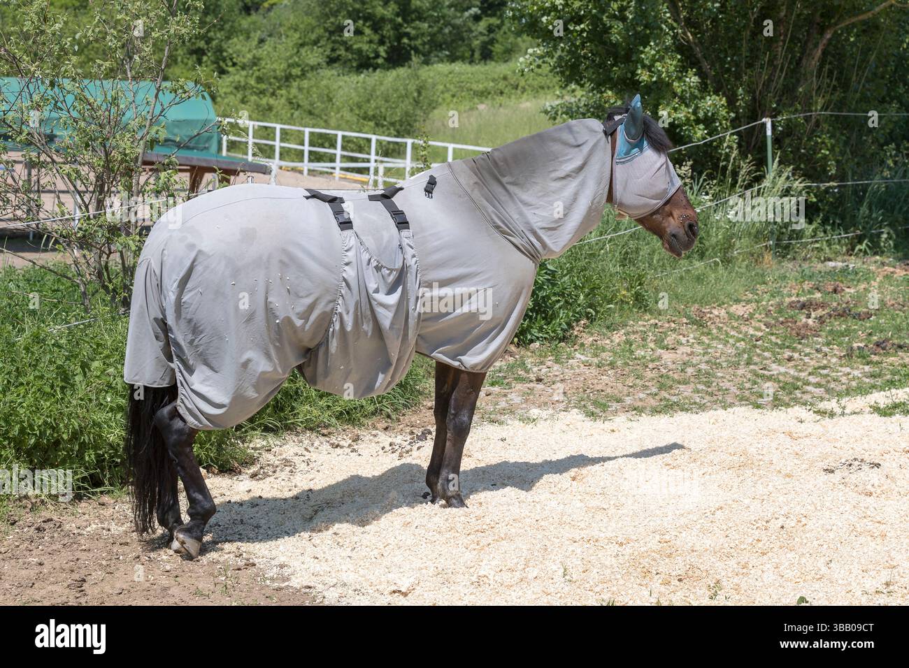 Sang chaud. Cheval de baie avec tapis et masque de mouche debout dans un paddock. Suisse Banque D'Images