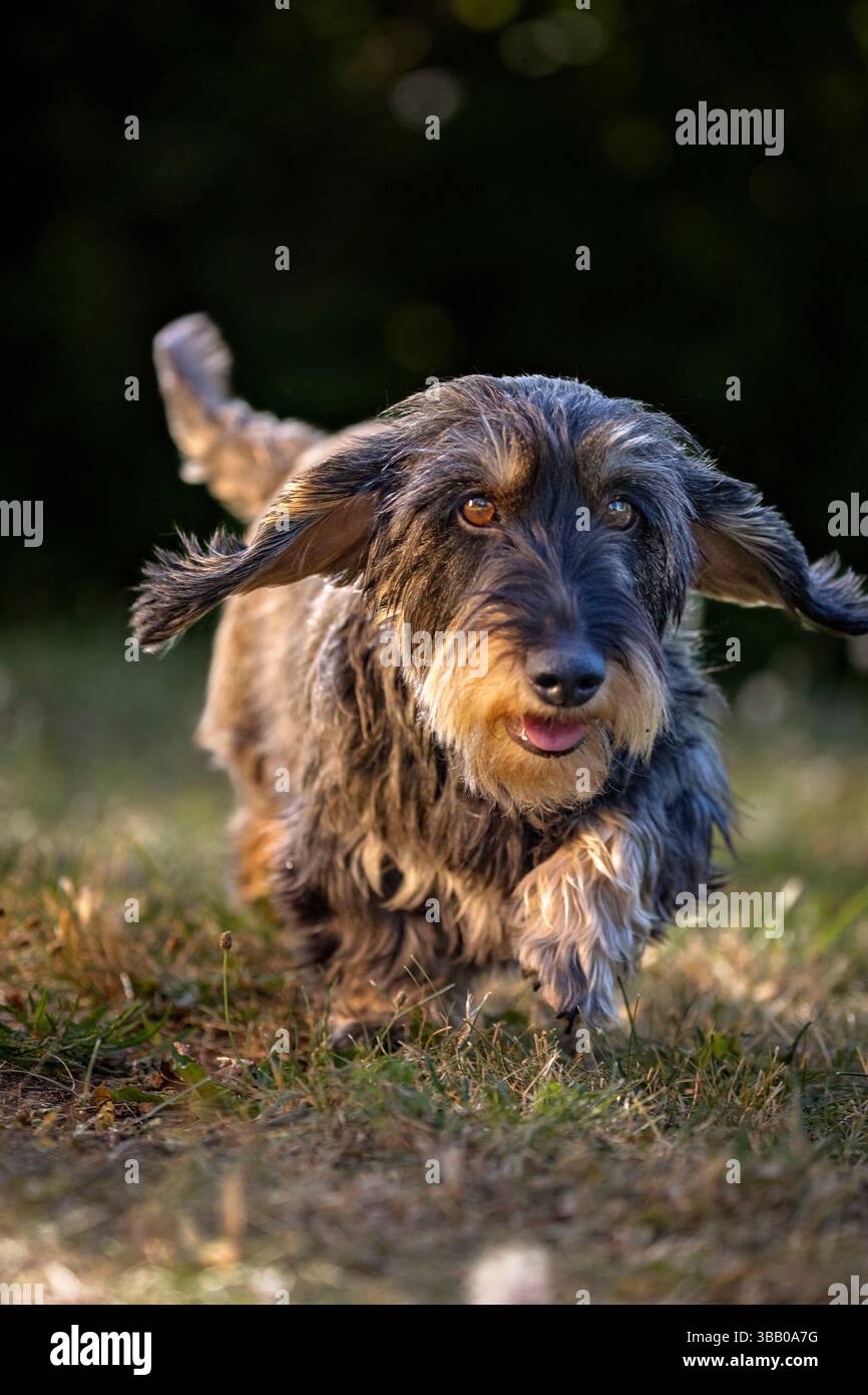Teckel à poil métallique. Elle-chien adulte courant dans un pré. Allemagne Banque D'Images