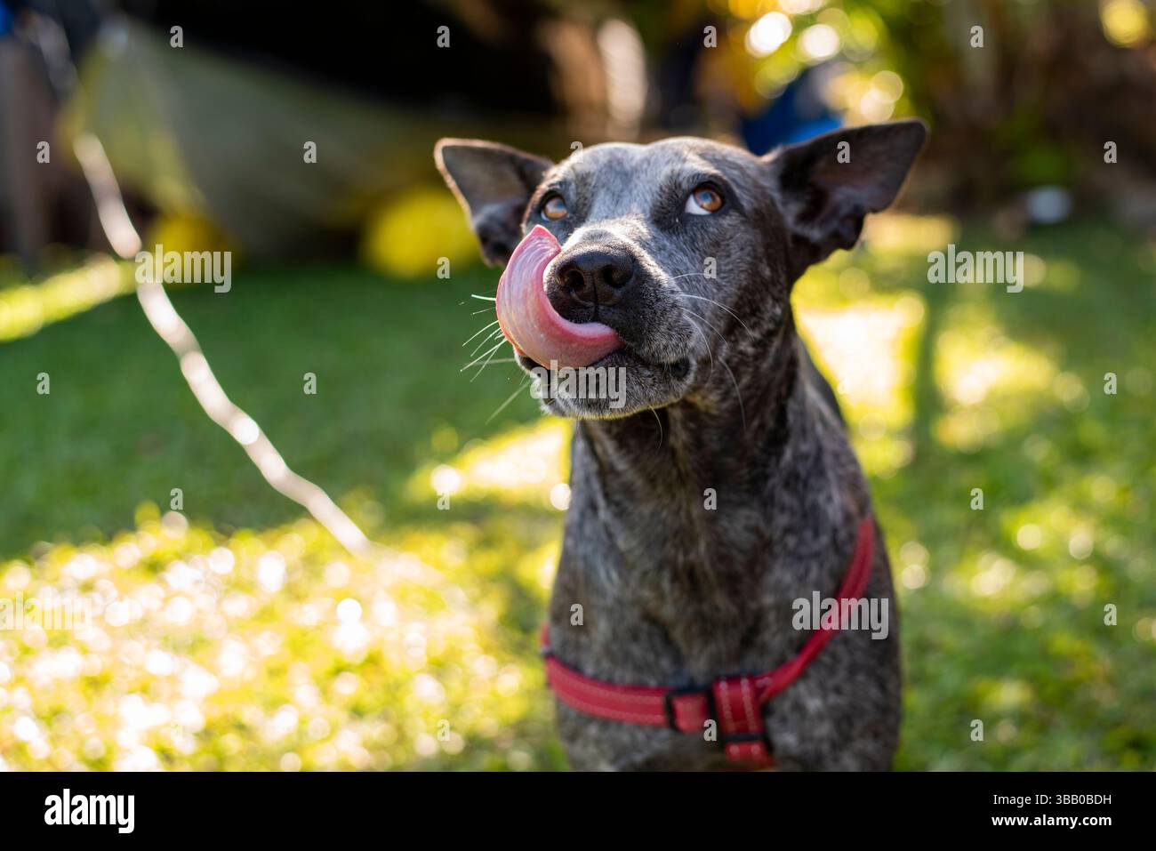 blue heeler avec une expression comique Banque D'Images