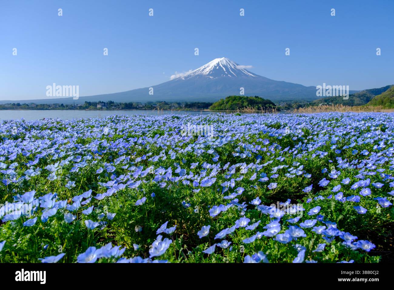 Gros plan d'un champ de fleurs bleues de Nemophila (bébés yeux bleus) avec le Mont Fuji et le lac Kawaguchiko au loin, préfecture de Yamanashi, Honshu, Japon Banque D'Images