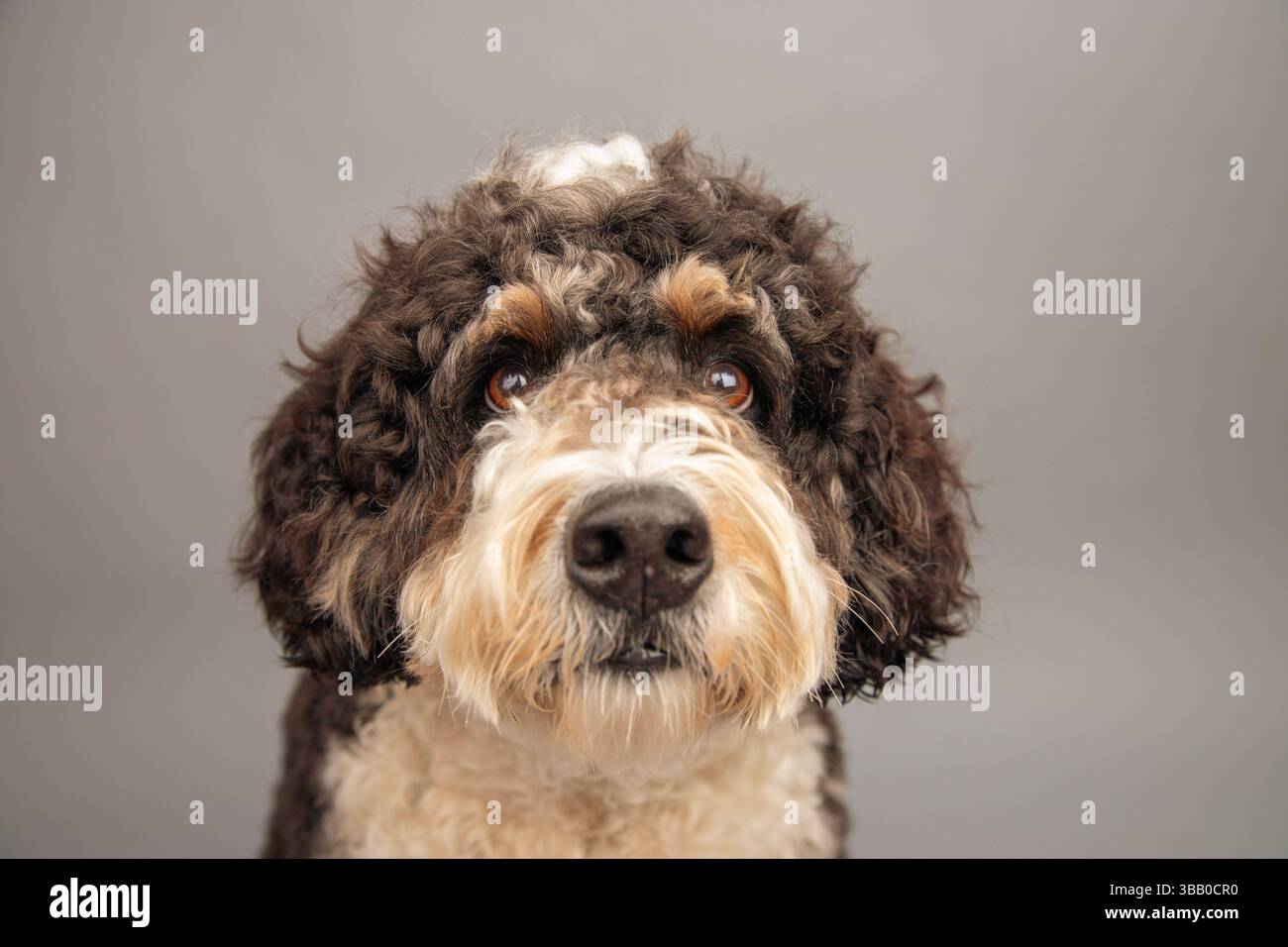 Portrait en gros plan d'un bernedoodle assis devant un fond gris Banque D'Images