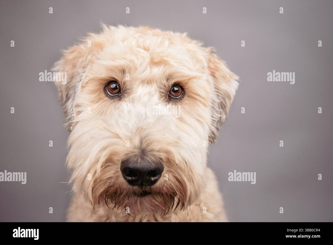 Portrait en gros plan d'un Terrier Wheaten à revêtement doux devant un fond gris Banque D'Images