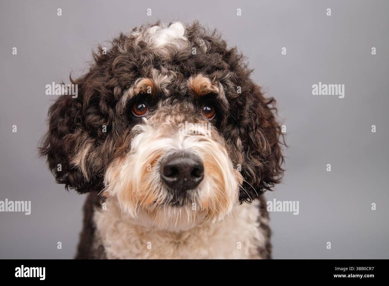 Portrait en gros plan d'un bernedoodle assis devant un fond gris Banque D'Images