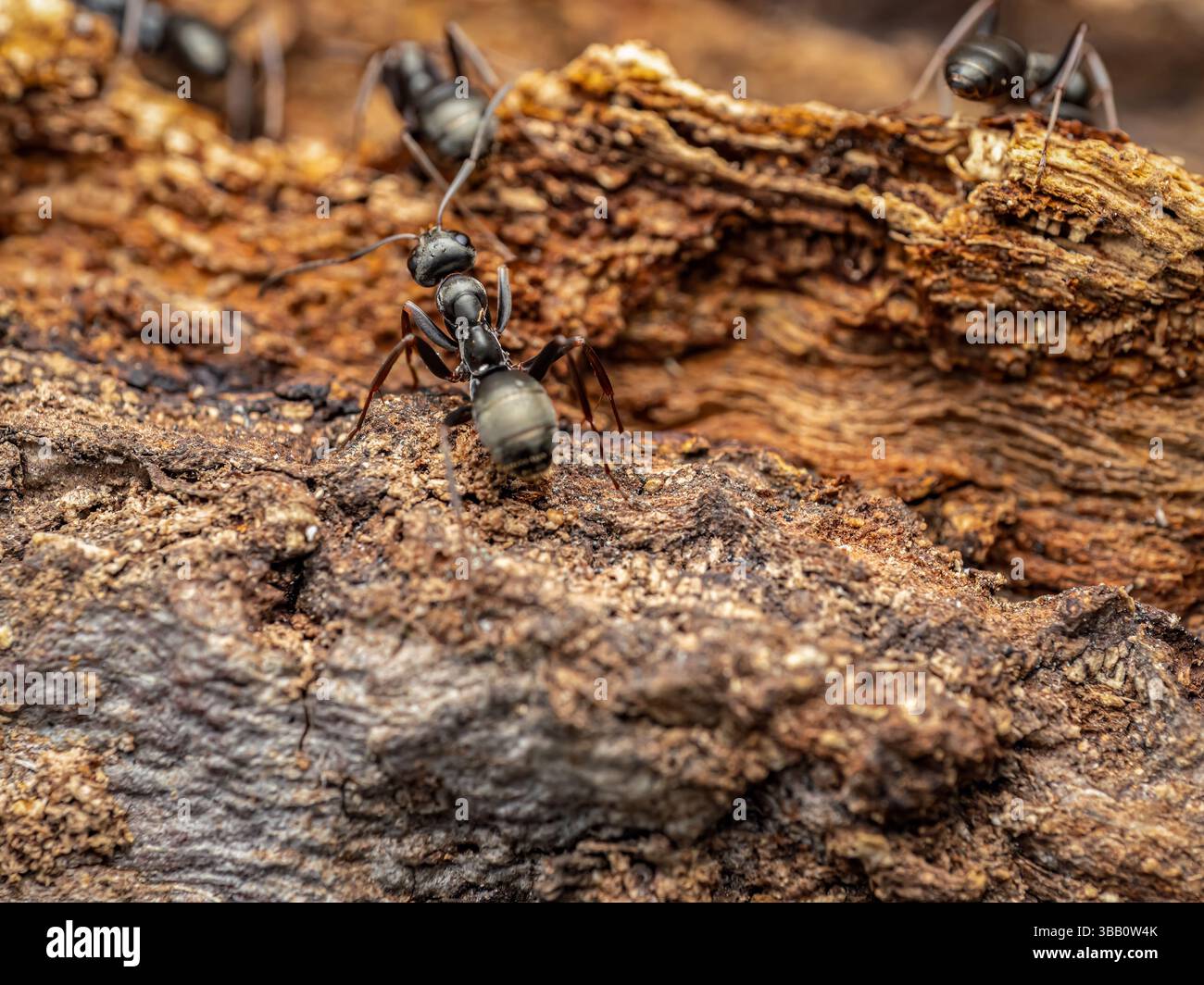 Photographie macro montrant des fourmis rampant sur une écorce texturée, mettant en évidence la faune et les détails de l'habitat naturel Banque D'Images